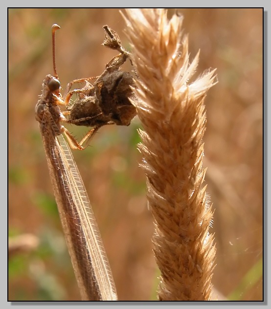 Creoleon lugdunensis - mimetismo fra l''erba secca